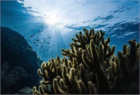 Lanzarote marine geopark and reserve